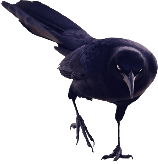 Black Bird Walking - Birds And Fish, Transparent background PNG HD thumbnail