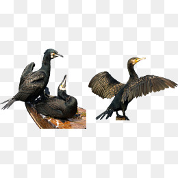 Black Cormorant - Birds And Fish, Transparent background PNG HD thumbnail