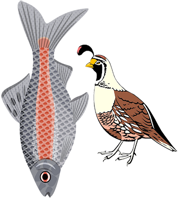 Field Guide Birds And Fish - Birds And Fish, Transparent background PNG HD thumbnail
