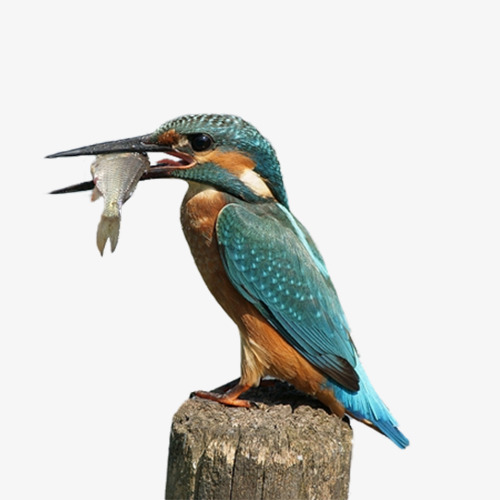 Common Kingfisher tossing the