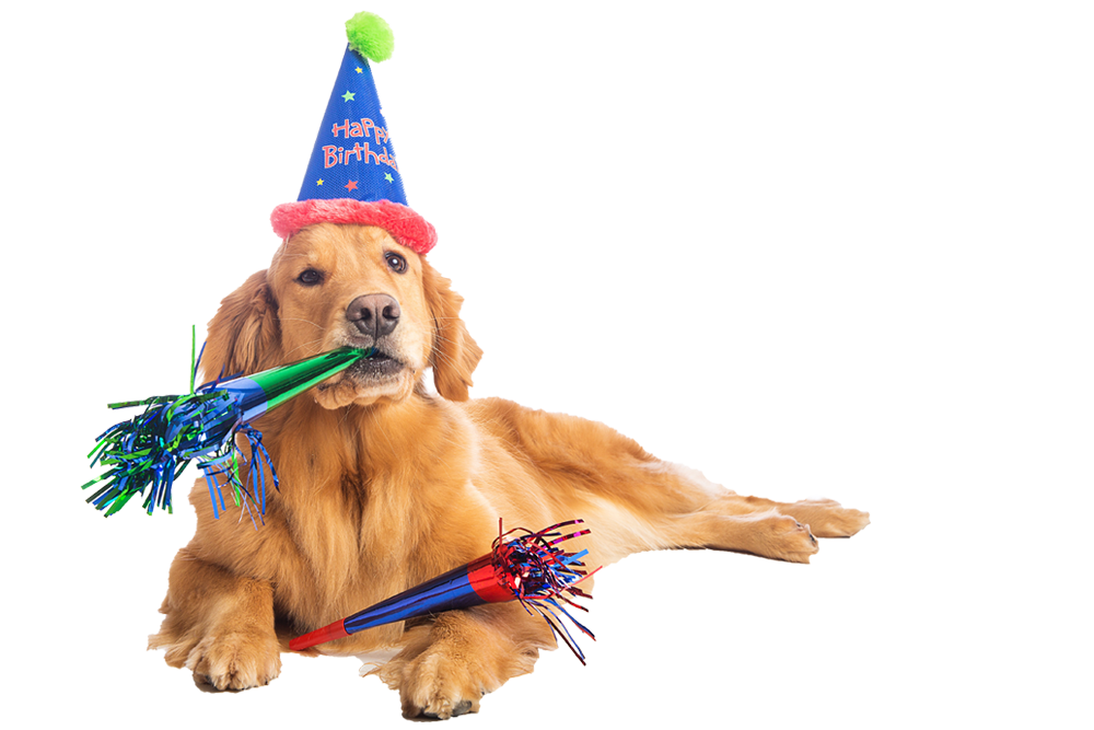Dogs wearing birthday hats, D