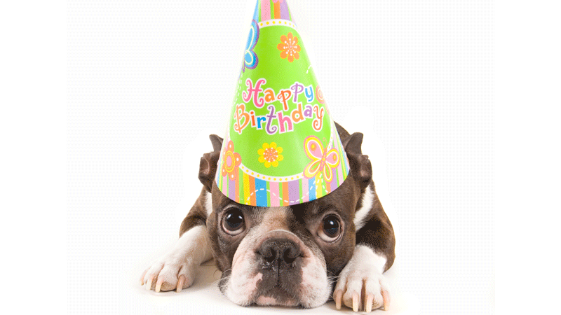Dogs wearing birthday hats, D