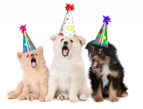 Birthday Singing Dogs | Happy B Day Lori! By Nanapoo (Photo) | - Birthday Dog, Transparent background PNG HD thumbnail