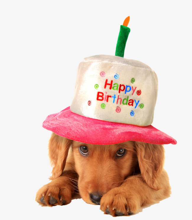 Dogs Wearing Birthday Hats, Dogs, Meng Chong, Animal Png Image And Clipart - Birthday Dog, Transparent background PNG HD thumbnail