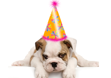 Everybody Loves Their Dogs, Right? People Birthdays Are Very Special, So Why Shouldnu0027T Your Favorite Petu0027S Birthday Be Just As Fun? - Birthday Dog, Transparent background PNG HD thumbnail