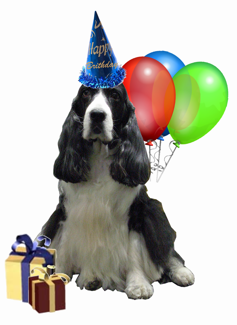 Fussy Is 14Yrs Old Today, Happy Birthday! - Birthday Dog, Transparent background PNG HD thumbnail