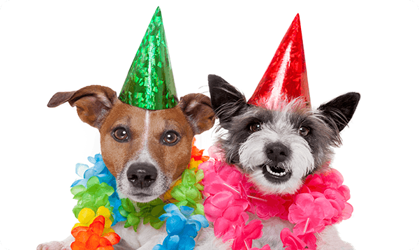 Gift Card Happy Birthday Dog - Birthday Dog, Transparent background PNG HD thumbnail