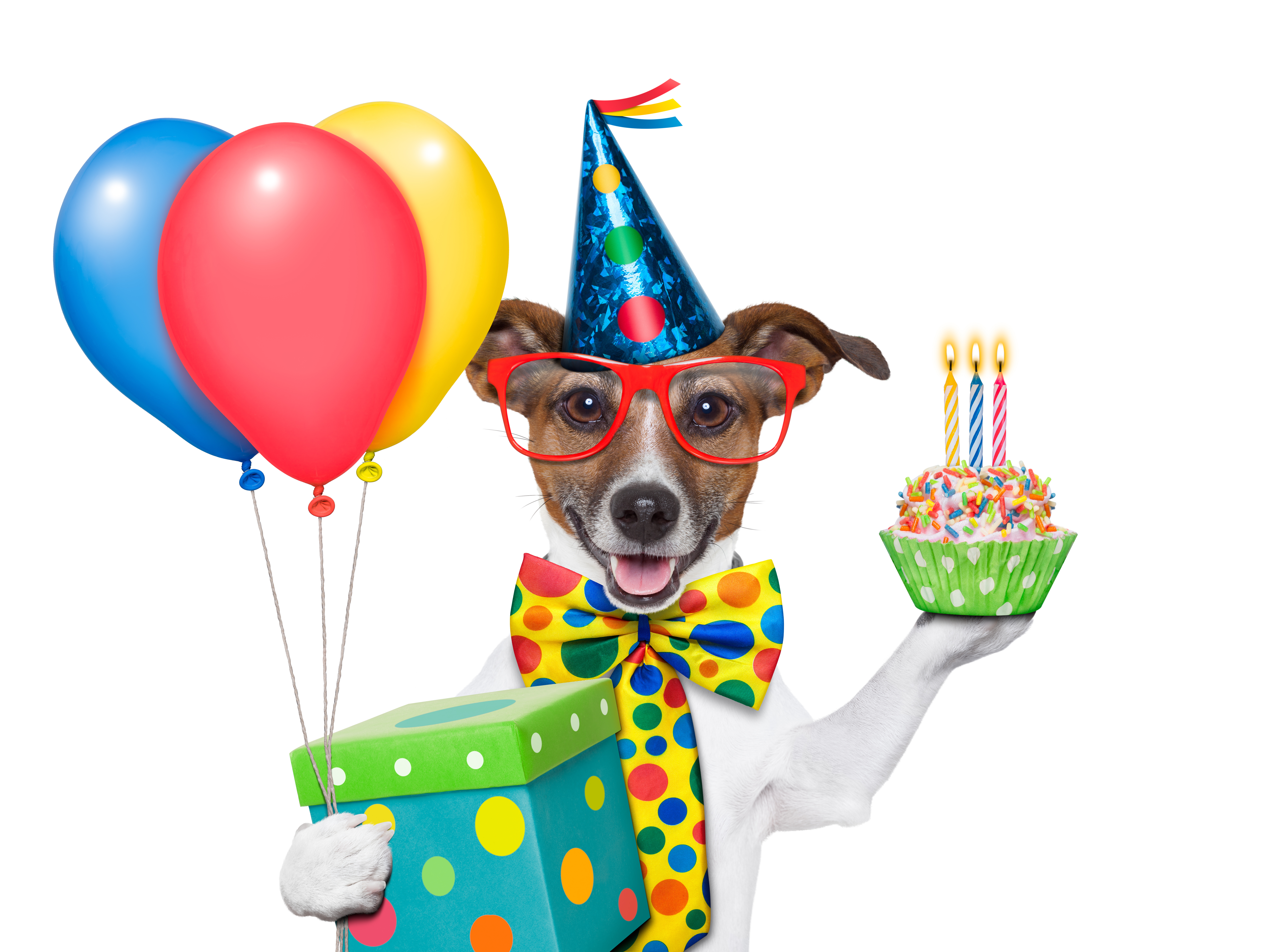 Birthday Party   Photo Wallpapers, Birthday Pictures   Dog Birthday Png Hd - Birthday Dog, Transparent background PNG HD thumbnail