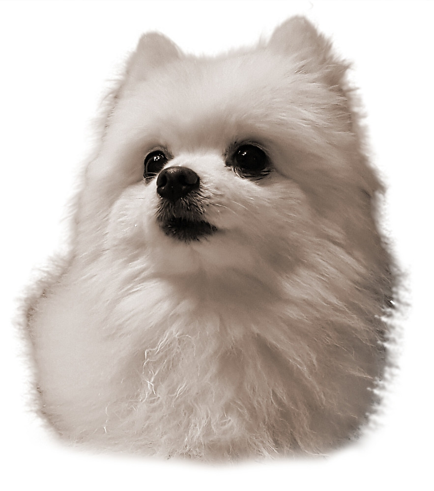 Dog - Birthday Dog, Transparent background PNG HD thumbnail