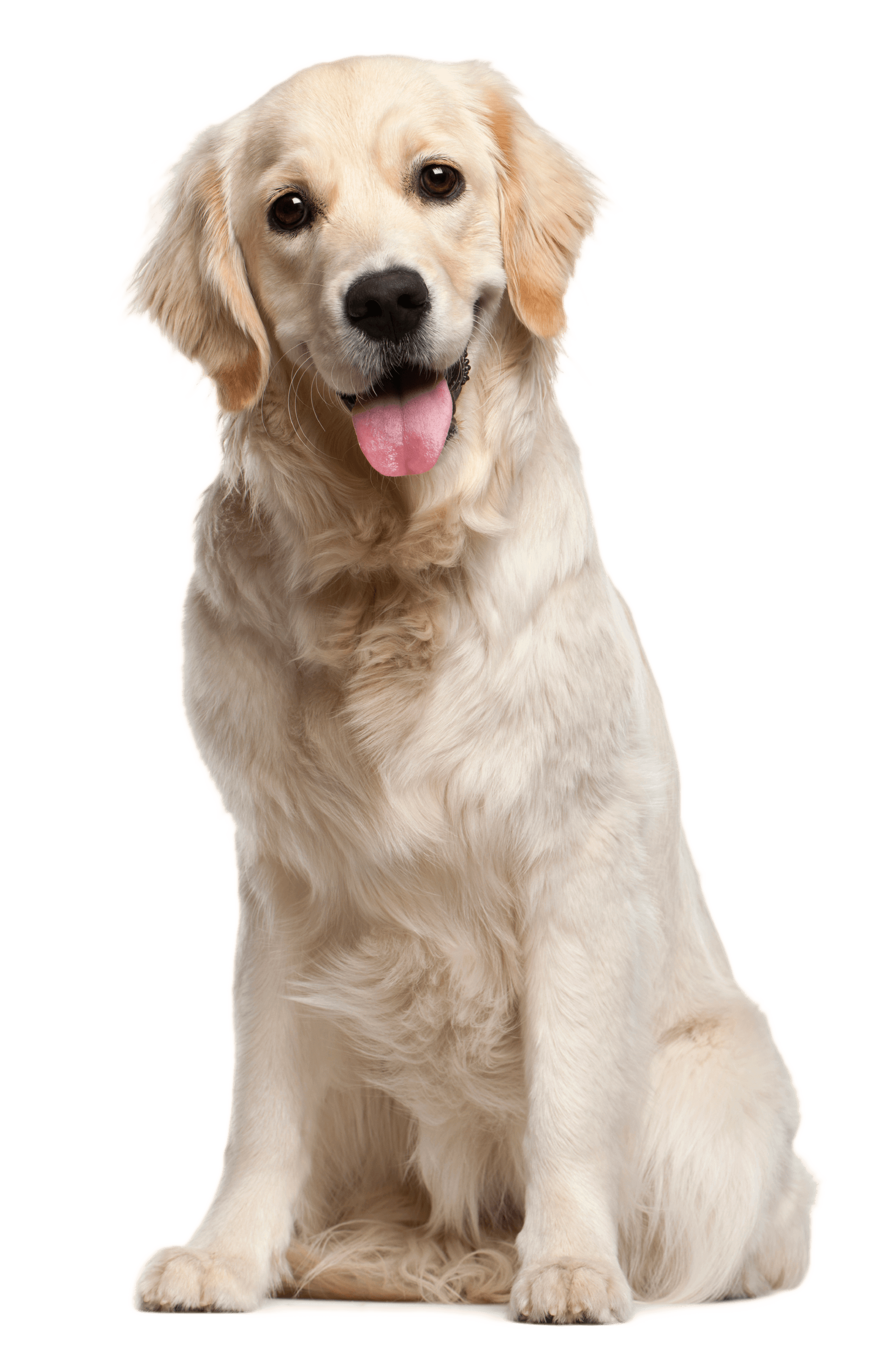 Dog File Png Image - Birthday Dog, Transparent background PNG HD thumbnail