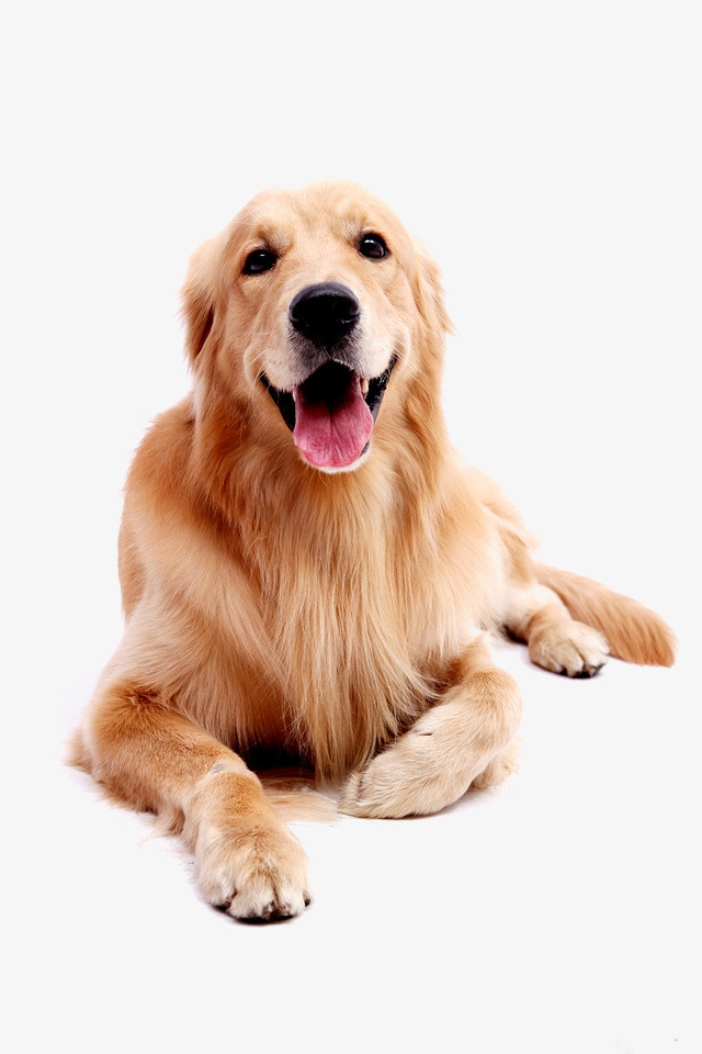 Dog Pet Golden Retriever, Golden, Pet Dog, Puppy Png Image And Clipart - Birthday Dog, Transparent background PNG HD thumbnail
