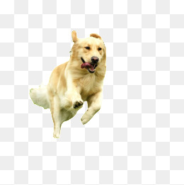 Running Dog, Running Dog, Cute Dog, Golden Retriever Dog Png Image And Clipart - Birthday Dog, Transparent background PNG HD thumbnail