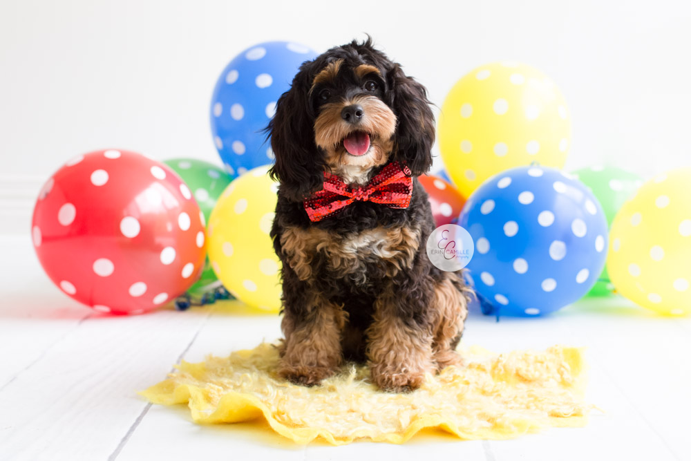 Hereu0027S An Idea For Your Dogu0027S Next Birthday! - Birthday Dog, Transparent background PNG HD thumbnail