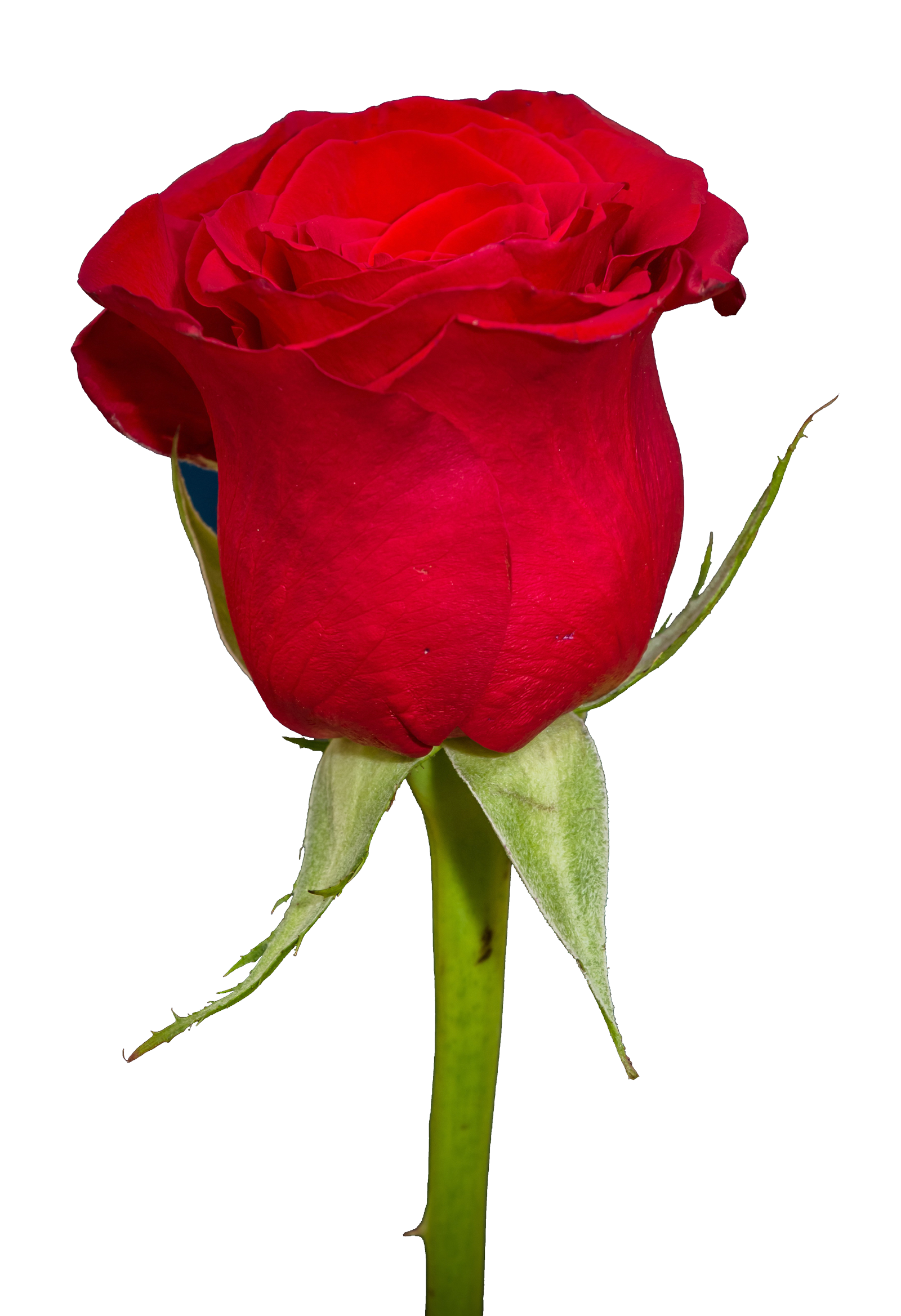 Rose Hd Png Transparent Image 144X210   Rose Png Images   A Flower That Speaks - Birthday Flowers, Transparent background PNG HD thumbnail