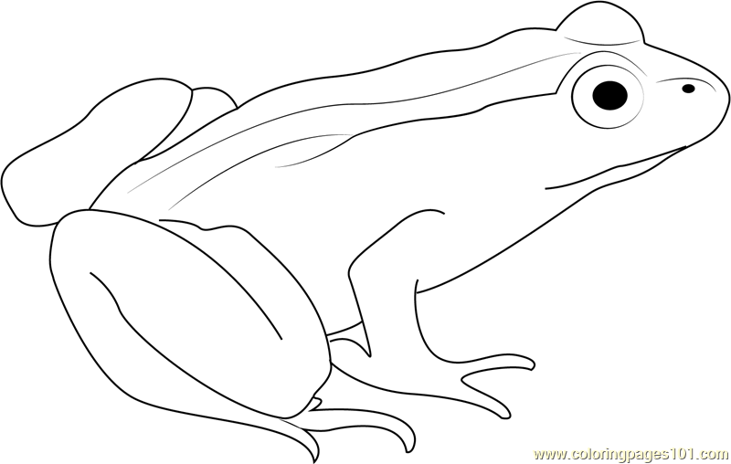 It S Here Outline Of Frog 5 A