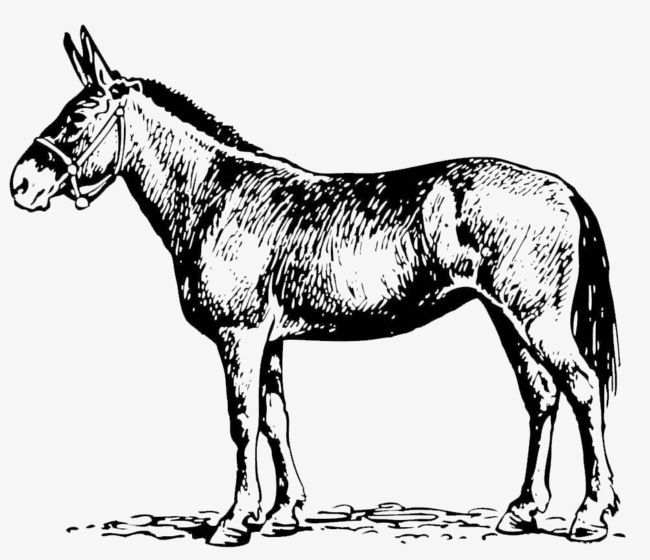Black And White Mule Png - A Black And White Line., Mule, An Animal, Draft Animal Png Image, Transparent background PNG HD thumbnail