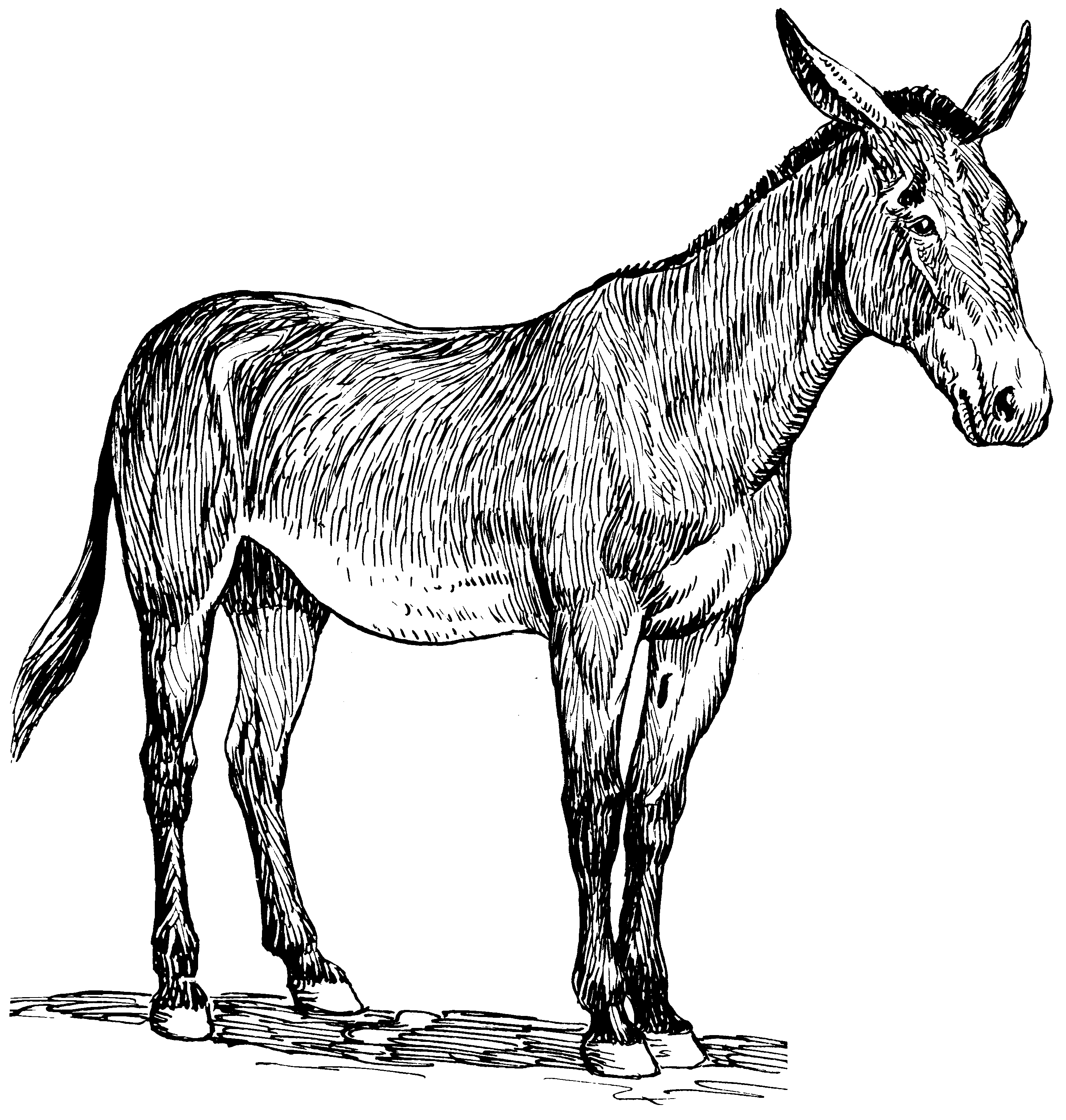 Black And White Mule Png - File:mule (Psf).png, Transparent background PNG HD thumbnail