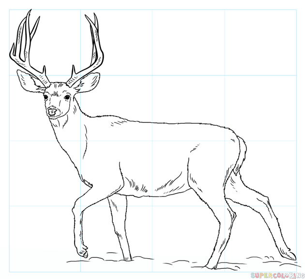 How To Draw A Mule Deer - Black And White Mule, Transparent background PNG HD thumbnail