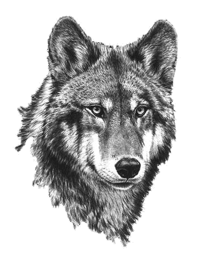 Wolf Clipart Picture Black And White Wolf Clipart Wolf Clip Art Wolf  28.png - Black And White Wolf, Transparent background PNG HD thumbnail
