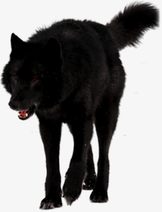 Big Black Wolf, Black, Real, Wolf Png Image And Clipart - Black Wolf, Transparent background PNG HD thumbnail