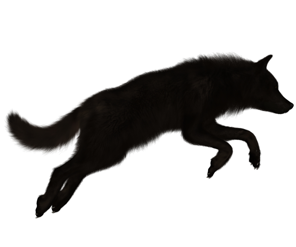 Black Wolf By Midni5353Ghtdsignedstock D9Qlv7X.png - Black Wolf, Transparent background PNG HD thumbnail