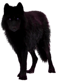 Black Wolf.png - Black Wolf, Transparent background PNG HD thumbnail
