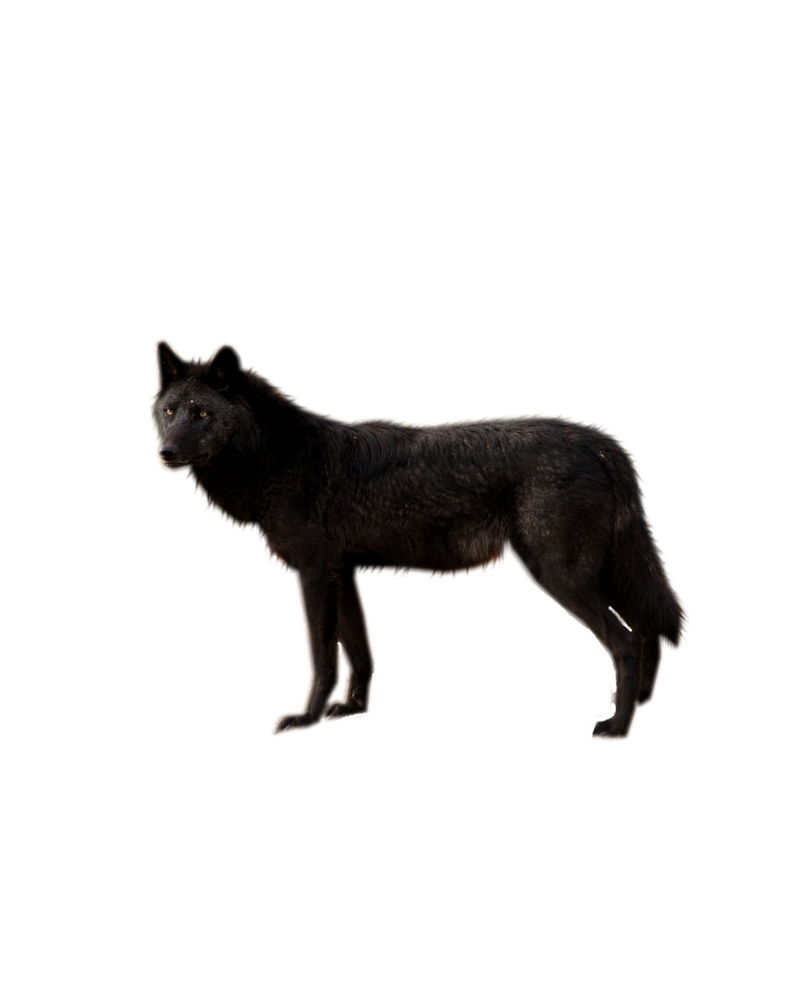 Black Wolf Png By Shadowedxlegacy Hdpng.com  - Black Wolf, Transparent background PNG HD thumbnail