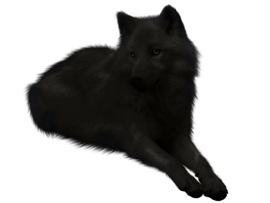 Black Wolf Stock Cutout By Lakshimithewolf D5B4Uxn.png - Black Wolf, Transparent background PNG HD thumbnail