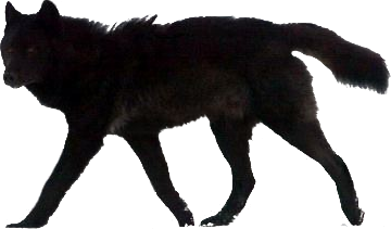 File:elenau0027S Wolf.png - Black Wolf, Transparent background PNG HD thumbnail