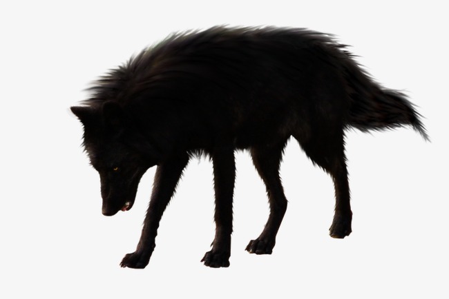 Wolf, Black Wolf, Animal, Tired Wolf Png Image And Clipart - Black Wolf, Transparent background PNG HD thumbnail