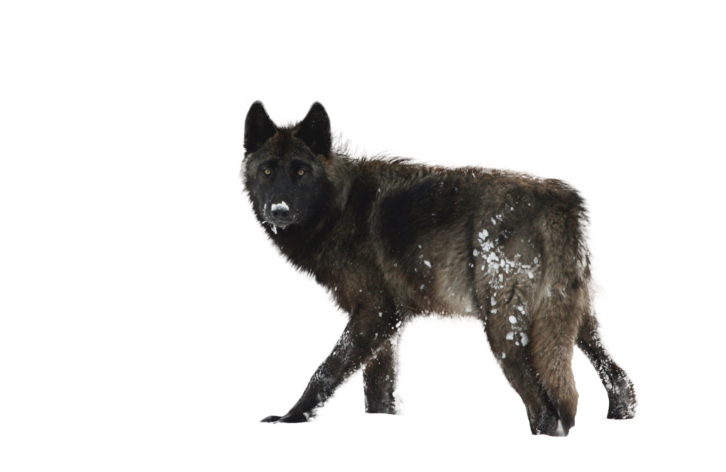 Wolf Png By Gayaliberty Hdpng.com  - Black Wolf, Transparent background PNG HD thumbnail
