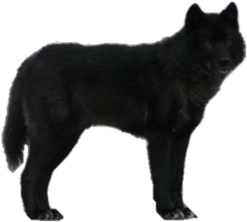 Wolf Precut By Wolflover10122 - Black Wolf, Transparent background PNG HD thumbnail