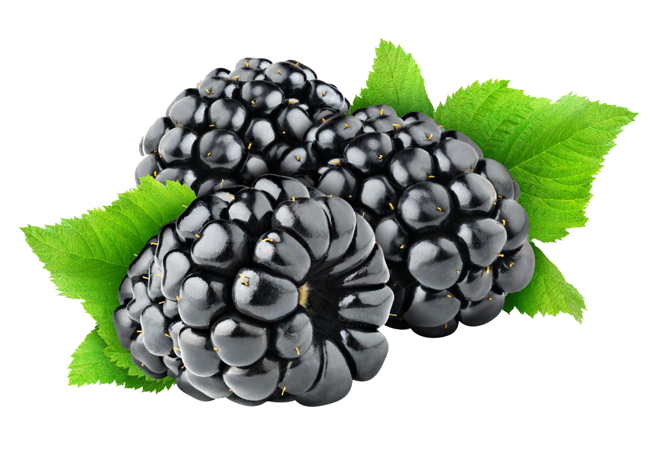 Blackberry Fruit Png Image PN