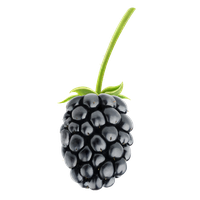 Blackberry-Fruit-Free-Downloa