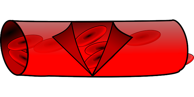 Free Vector Graphic: Anatomy, Blood, Vessel, Red   Free Image On Pixabay   156854 - Blood Vessels, Transparent background PNG HD thumbnail