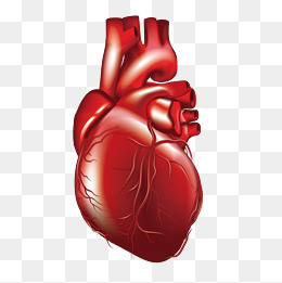 Vector Human Heart, 3D, Decoration, Blood Vessels Png And Vector - Blood Vessels, Transparent background PNG HD thumbnail