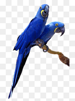 Blue Macaw - Macaw, Transparent background PNG HD thumbnail