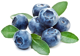 If You Love Fresh Blueberries, Youu0027Re In Luck! New Jersey Is One Of Ten - Blueberry, Transparent background PNG HD thumbnail