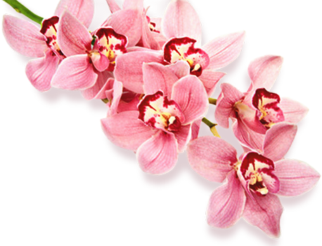 Der Charme Der Blumen - Blumen Bild, Transparent background PNG HD thumbnail
