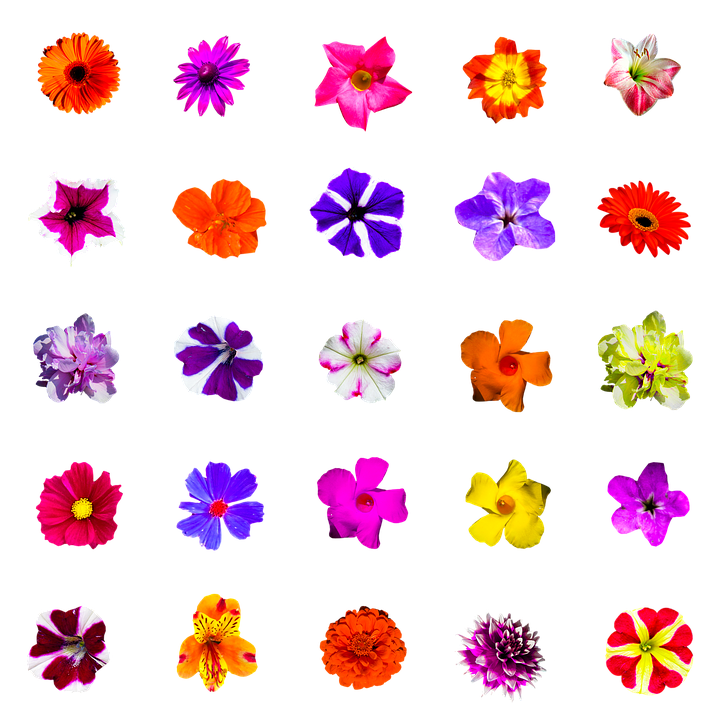 Natur Blumen Blüten Freigestellt Bunt Auswahl - Blumen Bunt, Transparent background PNG HD thumbnail