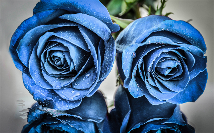 Herunterladen Hintergrundbild Blaue Rosen, Blüten Blau Rosen, Zwei Rosen, Blaue Blumen, Rosen - Blumenranke Blau, Transparent background PNG HD thumbnail