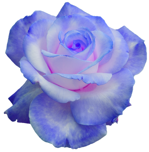 Rose Png Transparent Blumen - Blumenranke Blau, Transparent background PNG HD thumbnail