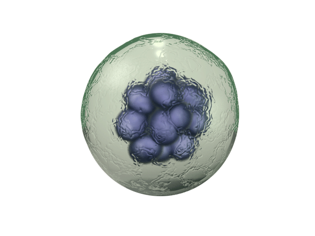 Eukaryotic cell plasma membra