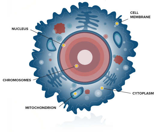 Diagram Of A Human Cell. - Body Cell, Transparent background PNG HD thumbnail