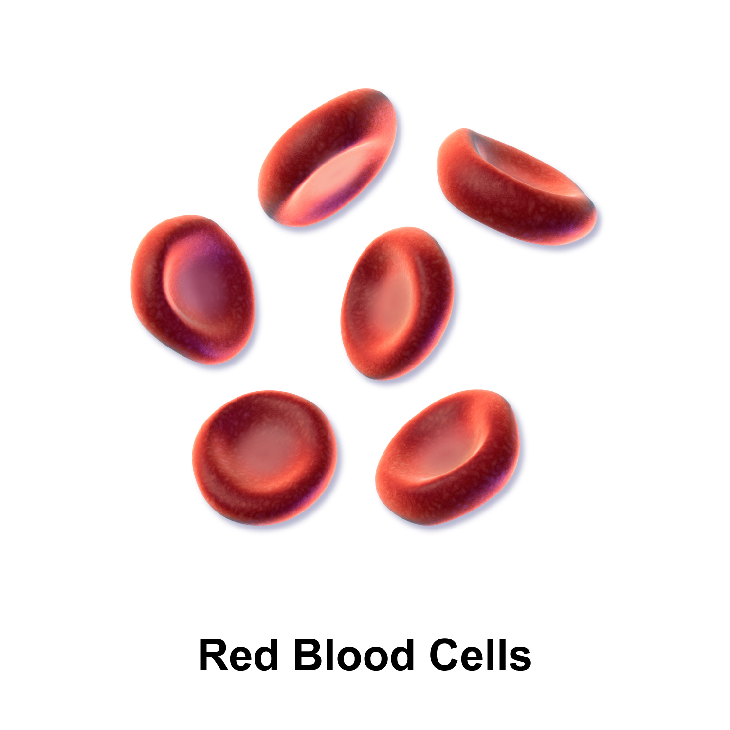 File:blausen 0761 Redbloodcells.png - Body Cell, Transparent background PNG HD thumbnail