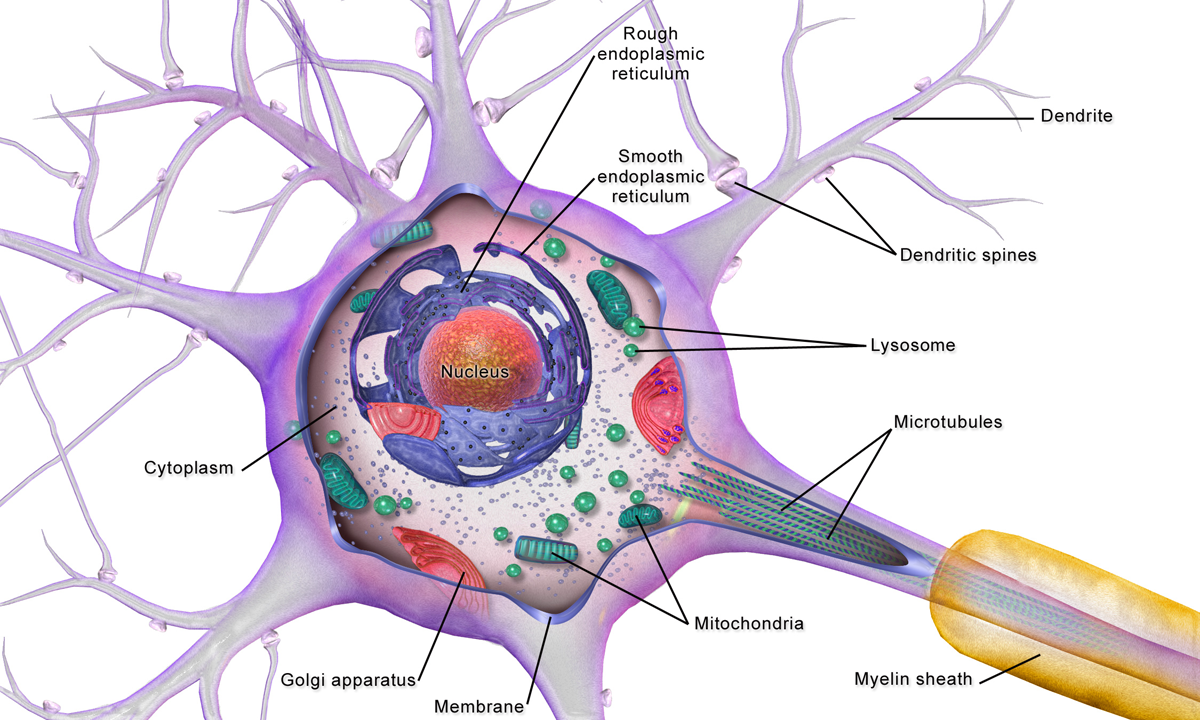 File:neuron Cell Body.png - Body Cell, Transparent background PNG HD thumbnail
