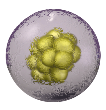 Eukaryotic cell plasma membra