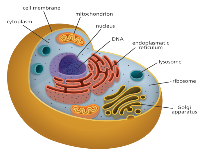 The Story Of Cells - Body Cell, Transparent background PNG HD thumbnail