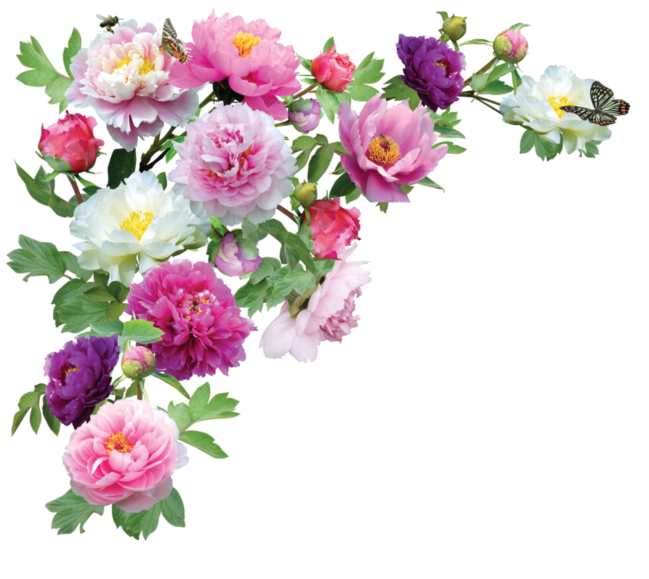 Peoniespng. Flower Imageshd Wallpaperpngcalendar Hdpng.com  - Bouquet Of Roses, Transparent background PNG HD thumbnail
