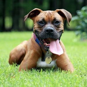 Boxer Dog Hd Wallpaper - Boxer Dog, Transparent background PNG HD thumbnail